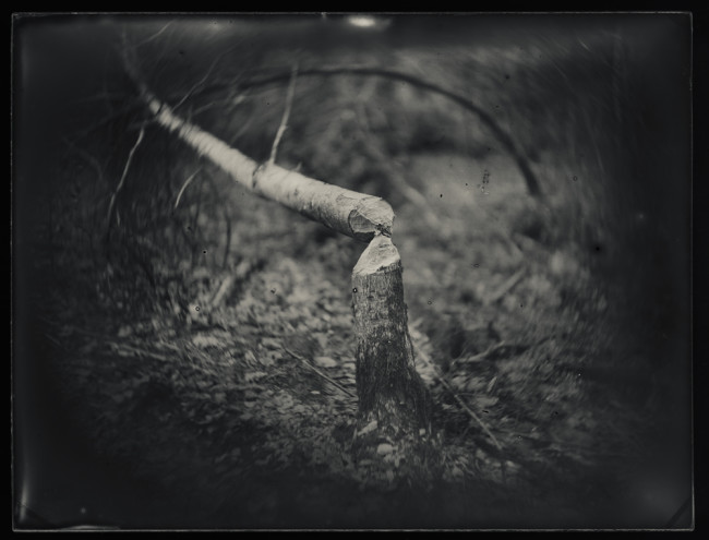Beaver Tree_Brian Gaberman