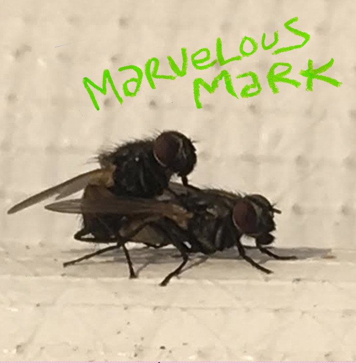 Marvelous Mark ‘Buzzin’