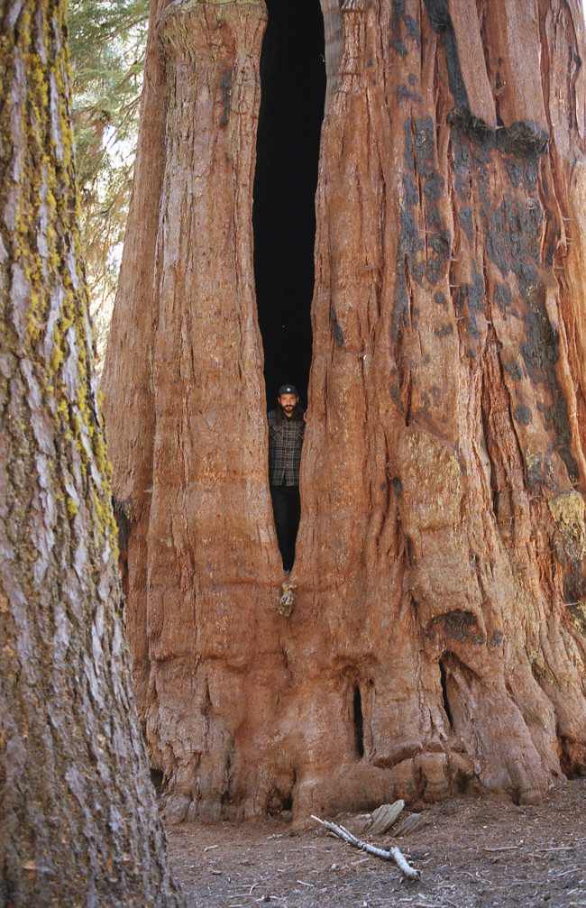 giorse-sequoia_ph-marzocchi